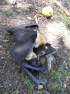 blog_australien_20100930_134831 blog_australien_20100930_134831