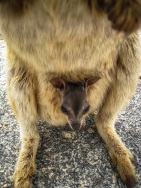 blog_australien_20101011_112852 blog_australien_20101011_112852