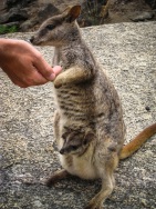 blog_australien_20101011_113211 blog_australien_20101011_113211