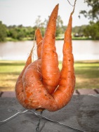 blog_australien_20101127_154819 blog_australien_20101127_154819