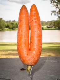 blog_australien_20101127_155003 blog_australien_20101127_155003