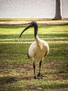 blog_australien_20101127_155258 blog_australien_20101127_155258