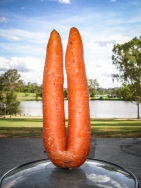 blog_australien_20101127_161502 blog_australien_20101127_161502