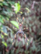 blog_australien_20101225_145259 blog_australien_20101225_145259