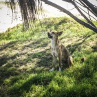 blog_australien_20110118_075754 blog_australien_20110118_075754