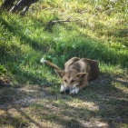 blog_australien_20110118_080910 blog_australien_20110118_080910