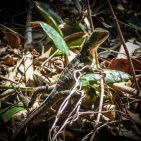 blog_australien_20110122_170336 blog_australien_20110122_170336