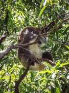 blog_australien_20110129_133857 blog_australien_20110129_133857