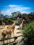 blog_australien_20110129_142845 blog_australien_20110129_142845