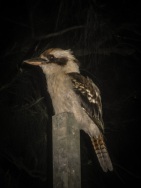 blog_australien_20110202_211550 blog_australien_20110202_211550