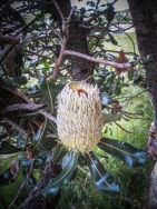 blog_australien_20110206_153709 blog_australien_20110206_153709