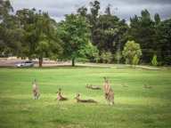 blog_australien_20110212_100705 blog_australien_20110212_100705
