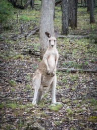 blog_australien_20110216_173731 blog_australien_20110216_173731