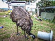 blog_australien_20110216_194311 blog_australien_20110216_194311