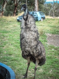 blog_australien_20110216_194622 blog_australien_20110216_194622