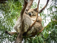 blog_australien_20110217_161915 blog_australien_20110217_161915