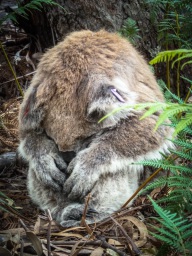 blog_australien_20110217_162746 blog_australien_20110217_162746