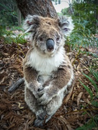 blog_australien_20110217_163024 blog_australien_20110217_163024