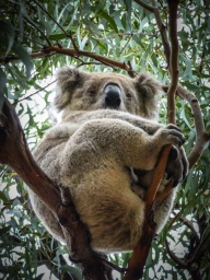 blog_australien_20110217_164910 blog_australien_20110217_164910