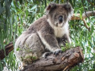 blog_australien_20110217_165500 blog_australien_20110217_165500