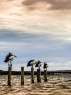 blog_australien_20110226_180157 blog_australien_20110226_180157