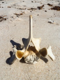 blog_australien_20110228_113043 blog_australien_20110228_113043