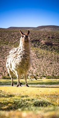 blog_bolpergal_20170425_101221 blog_bolpergal_20170425_101221