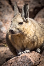 blog_bolpergal_20170425_122709 blog_bolpergal_20170425_122709