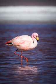 blog_bolpergal_20170425_160226 blog_bolpergal_20170425_160226