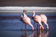 blog_bolpergal_20170425_160330 blog_bolpergal_20170425_160330