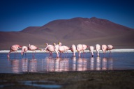 blog_bolpergal_20170425_160444 blog_bolpergal_20170425_160444