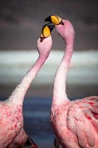 blog_bolpergal_20170425_160803 blog_bolpergal_20170425_160803