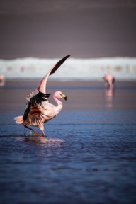 blog_bolpergal_20170425_161153 blog_bolpergal_20170425_161153