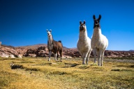 blog_bolpergal_20170426_132249 blog_bolpergal_20170426_132249