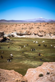 blog_bolpergal_20170426_133543 blog_bolpergal_20170426_133543