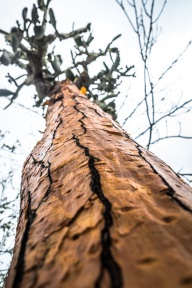 blog_bolpergal_20170508_153058 blog_bolpergal_20170508_153058