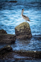 blog_bolpergal_20170509_084218 blog_bolpergal_20170509_084218