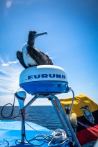 blog_bolpergal_20170509_103242 blog_bolpergal_20170509_103242