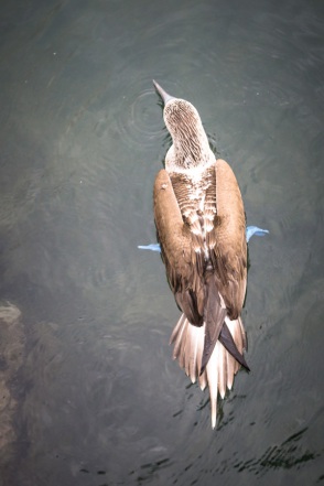 blog_bolpergal_20170509_164309 blog_bolpergal_20170509_164309