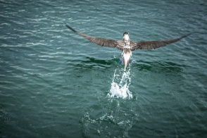 blog_bolpergal_20170509_164658 blog_bolpergal_20170509_164658