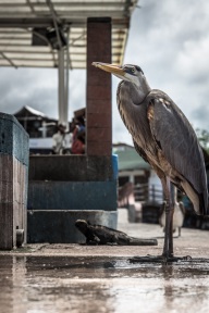 blog_bolpergal_20170510_100818 blog_bolpergal_20170510_100818