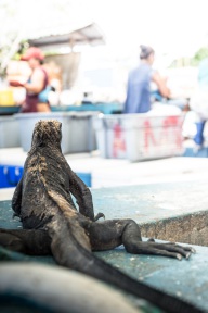 blog_bolpergal_20170510_100910 blog_bolpergal_20170510_100910