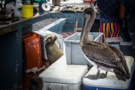 blog_bolpergal_20170510_101412 blog_bolpergal_20170510_101412