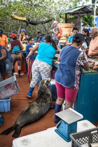 blog_bolpergal_20170510_103003 blog_bolpergal_20170510_103003