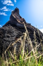 blog_bolpergal_20170511_113604 blog_bolpergal_20170511_113604