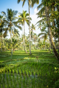 blog_indonesien_20150811_172404 blog_indonesien_20150811_172404