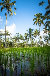 blog_indonesien_20150811_172438 blog_indonesien_20150811_172438