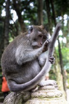 blog_indonesien_20150812_093254 blog_indonesien_20150812_093254