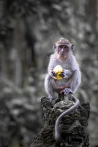 blog_indonesien_20150812_100445 blog_indonesien_20150812_100445