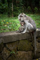 blog_indonesien_20150812_101221 blog_indonesien_20150812_101221